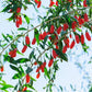 Organic Goji Berries (1 Gallon) Grow Organic