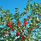 Organic Goji Berries (1 Gallon) Grow Organic