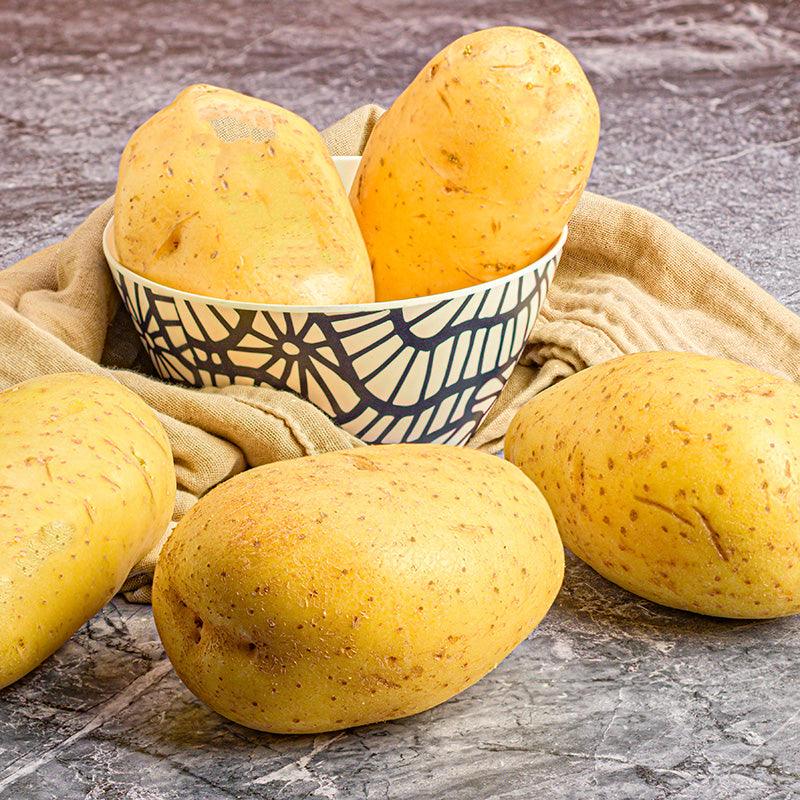 Grand Duke Potato (Organic) Grow Organic
