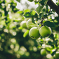 Granny Smith Apple Tree Grow Organic