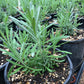 Organic Fat Spike Grosso Lavender (1 Gallon) Grow Organic