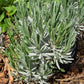 Organic Fat Spike Grosso Lavender (1 Gallon) Grow Organic