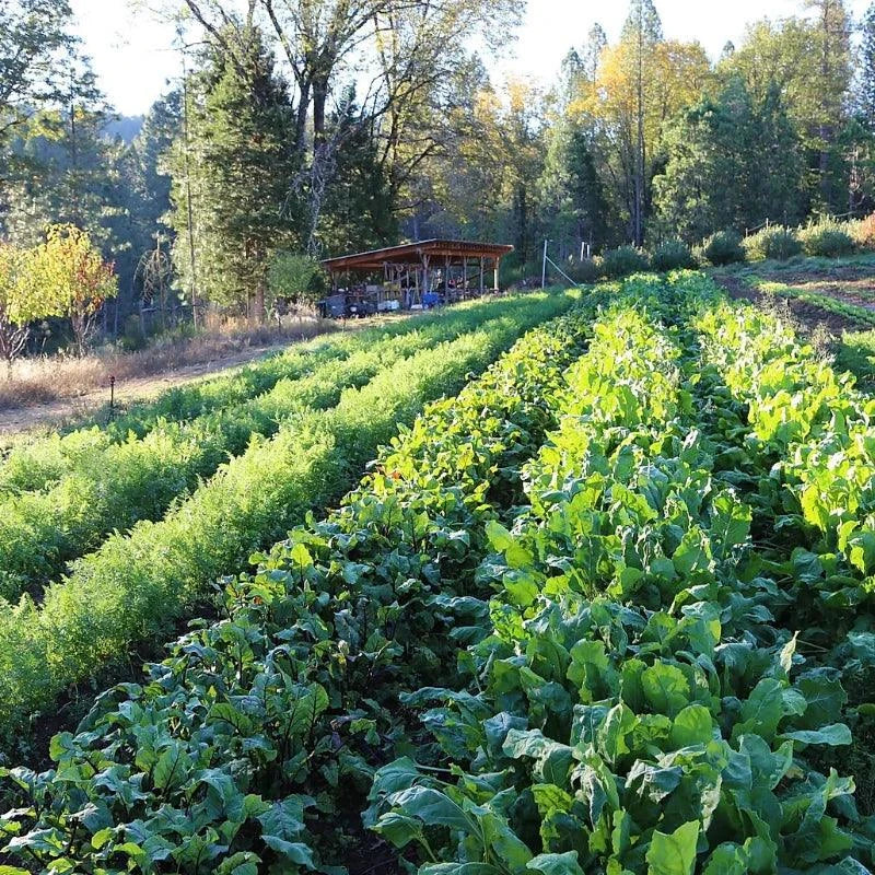 Organic Grey Shallots (lb) Grow Organic