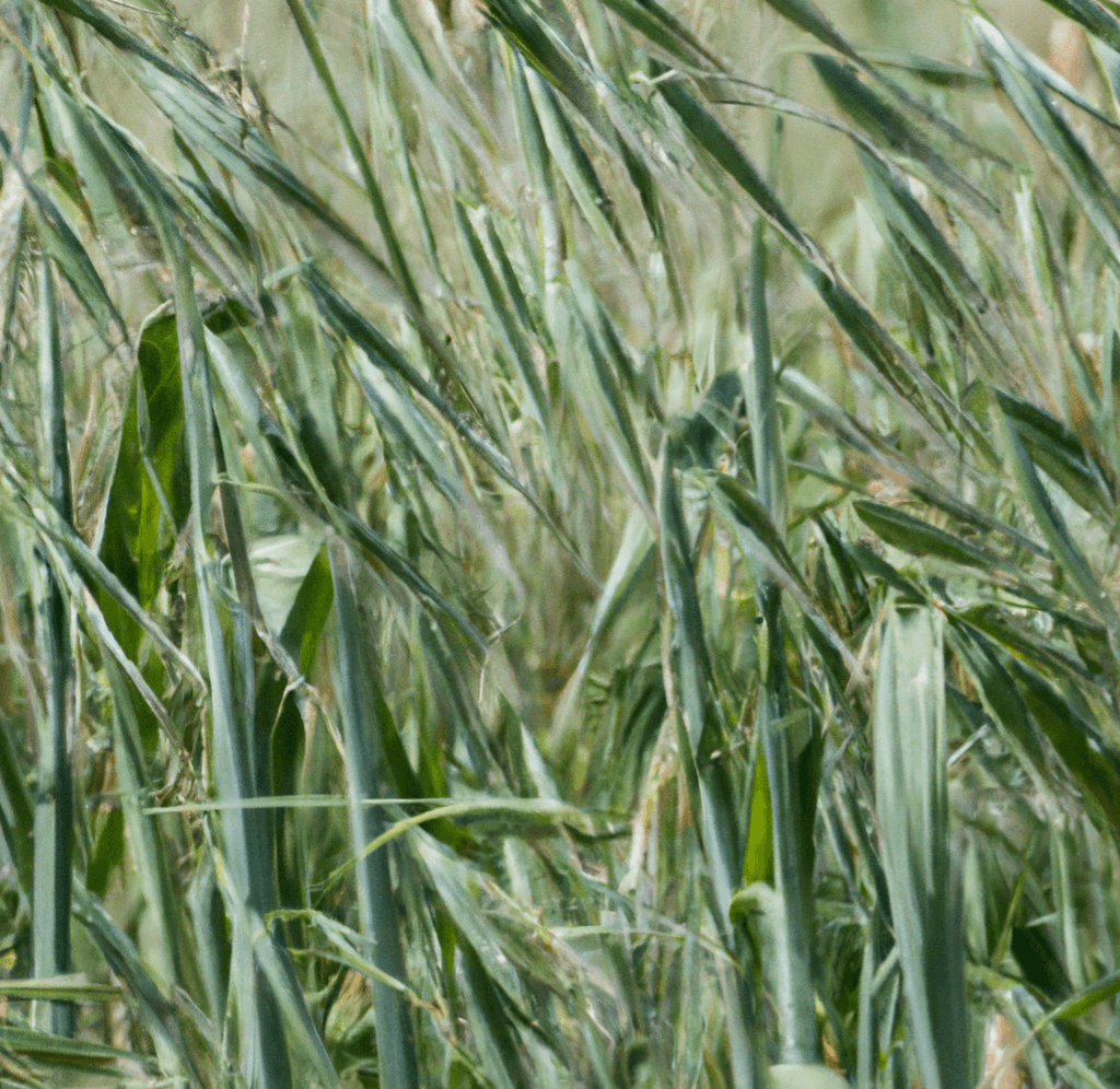Pale green grass seed heads