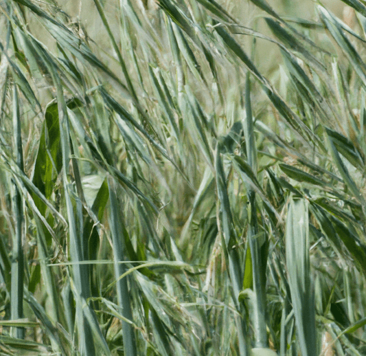 Pale green grass seed heads