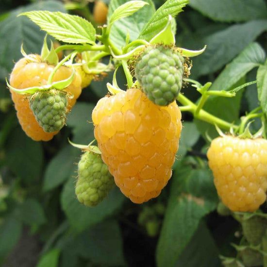 Organic Honey Jewel Raspberries (Bundle of 3) Grow Organic