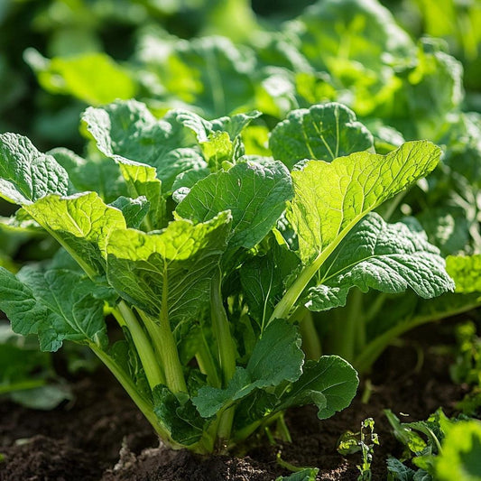 Organic Horseradish Root Cutting Grow Organic