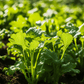 Organic Horseradish Root Cutting Grow Organic