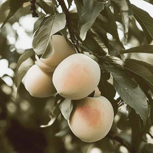 Indian Free White Peach Tree Grow Organic