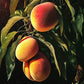 JH Hale Peach Tree Grow Organic