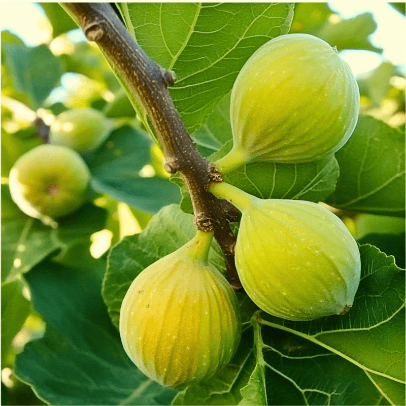 Kadota fig tree product image