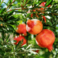 Kashmir Blend pomegranate tree and fruit