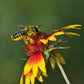 Summer Leaf Bees - (200ct) Free FedEx 2-Day Mail DEPRECATED CrownBees