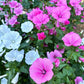 Patio Pastels Lavatera Renee's Garden