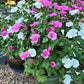 Patio Pastels Lavatera Renee's Garden