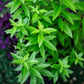 Organic Lemon Verbena (1 Gallon) Grow Organic