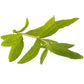 Organic Lemon Verbena (1 Gallon) Grow Organic