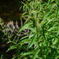Organic Lemon Verbena (1 Gallon) Grow Organic