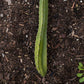 Lisa Wallace Ranch Dragon Fruit