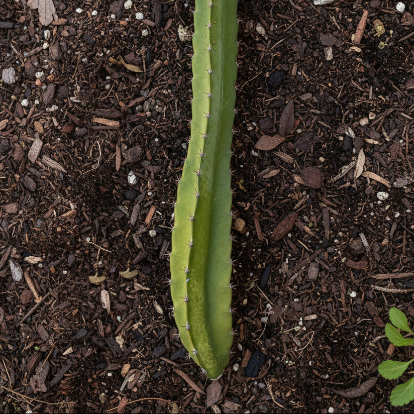Lisa Wallace Ranch Dragon Fruit