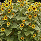 Long-Lasting Sunflowers, High Noon Renee's Garden