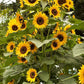 Long-Lasting Sunflowers, High Noon Renee's Garden