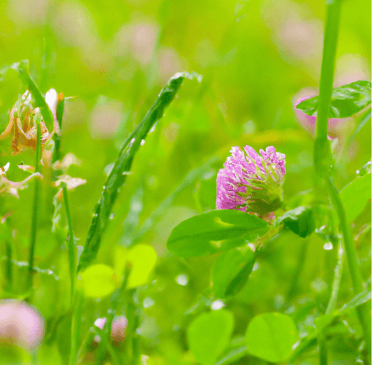 Pink clover flower among tall grass