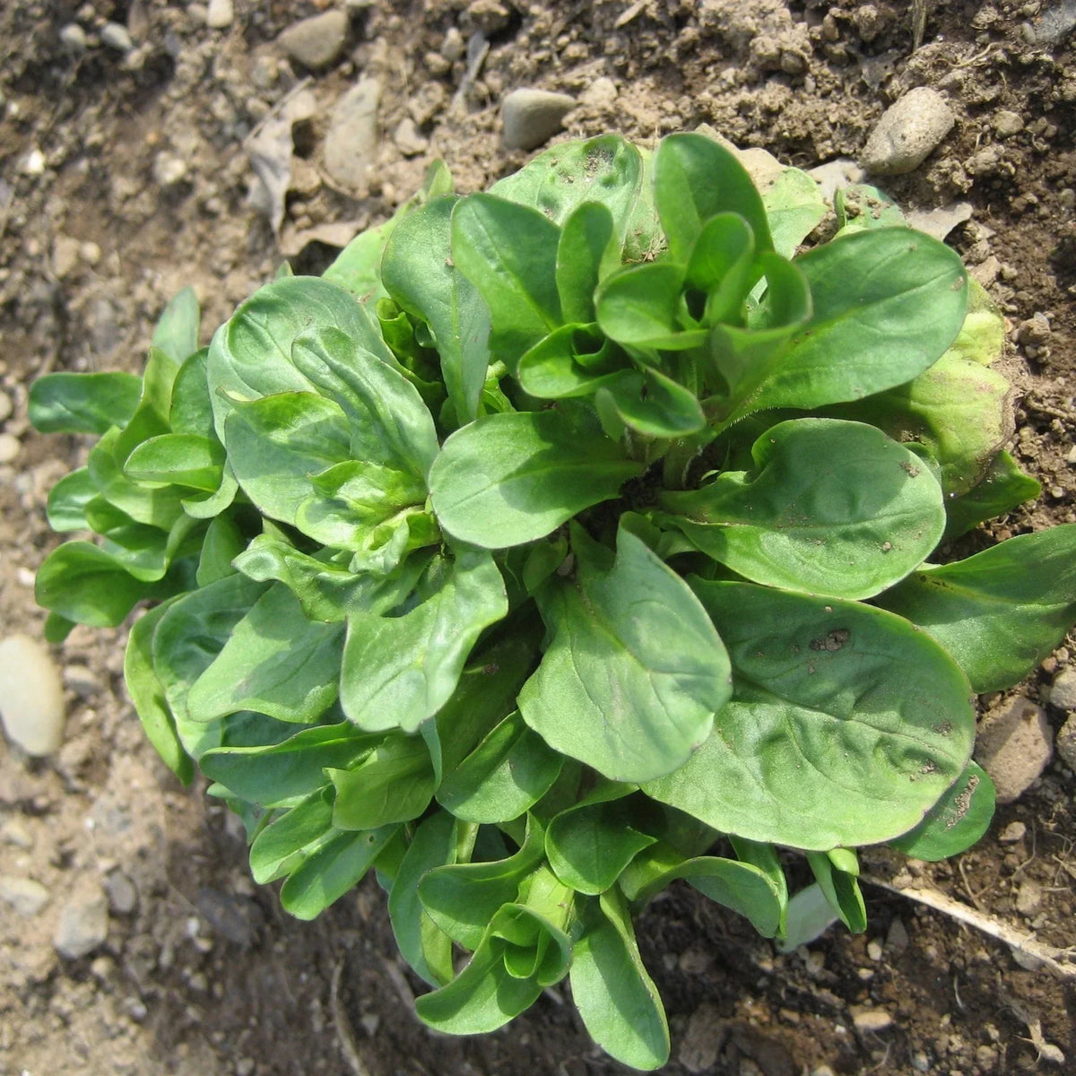 Organic Winter Greens Seeds Mix Hudson Valley Seed Co
