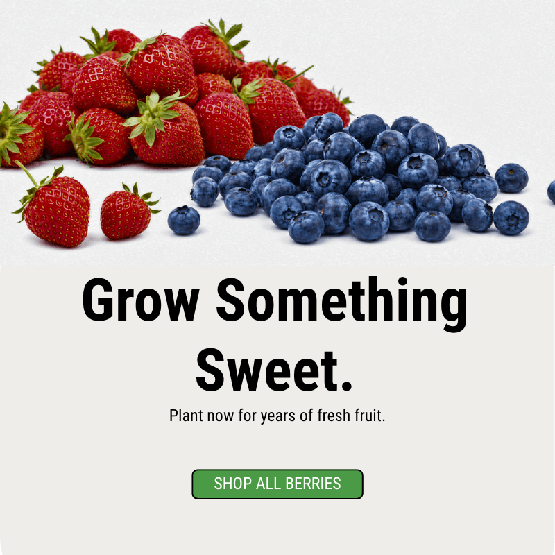 Fall Planting - Shop All Berries at Grow Organic