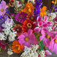 Monarch Butterfly Mix Renee's Garden