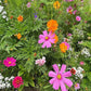Monarch Butterfly Mix Renee's Garden