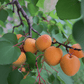 Moorpark apricots on the tree