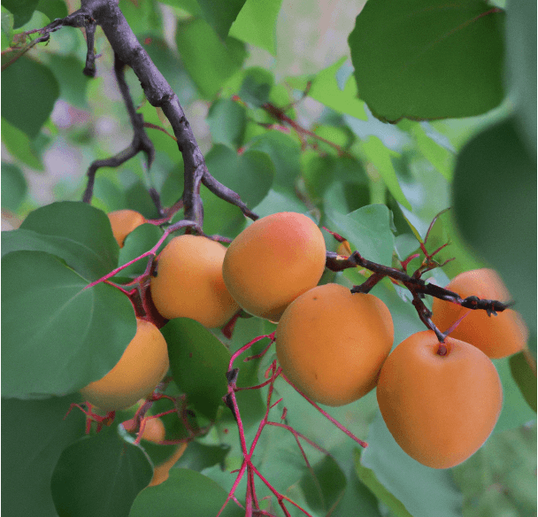 Moorpark apricots on the tree