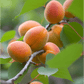 Moorpark apricot fruit