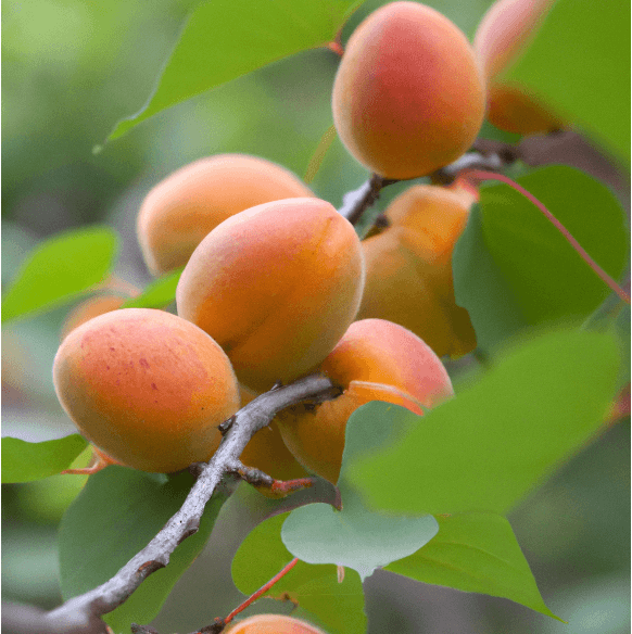Moorpark apricot fruit