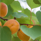 Sliced Moorpark apricot