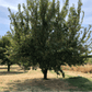 Mature Moorpark apricot tree