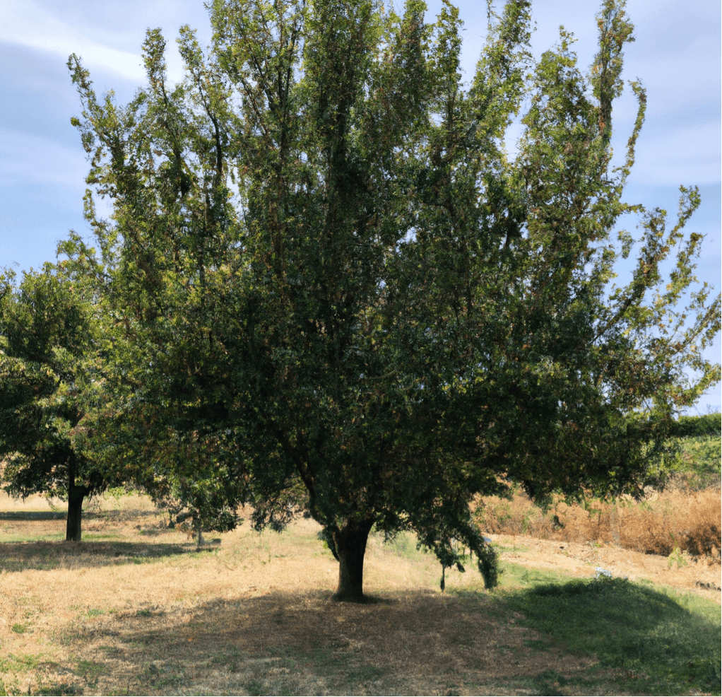 Mature Moorpark apricot tree