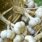 Music Garlic (Lb) Grow Organic