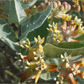 Narrowleaf Milkweed Seeds Peaceful Valley