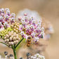 Narrowleaf Milkweed Seeds Peaceful Valley