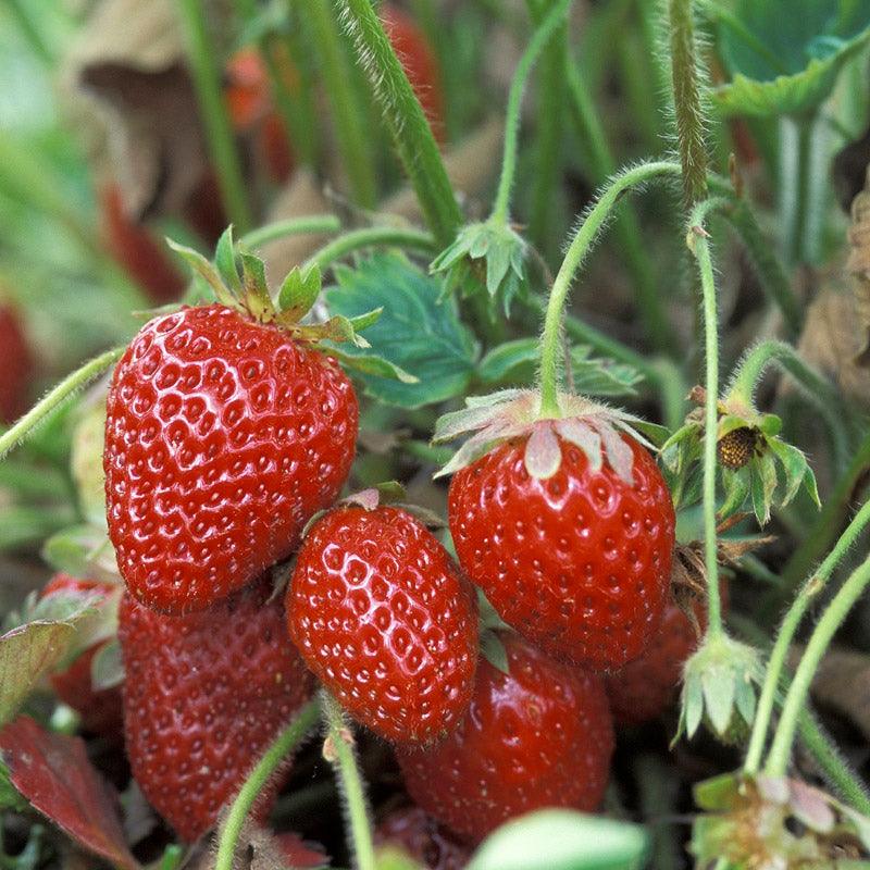 Organic Cabrillo Strawberry (Box 1000) PV Drop Ship
