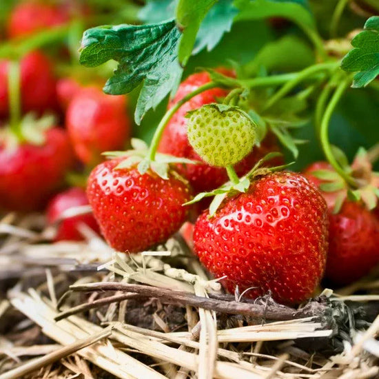 Organic Chandler Strawberry 4