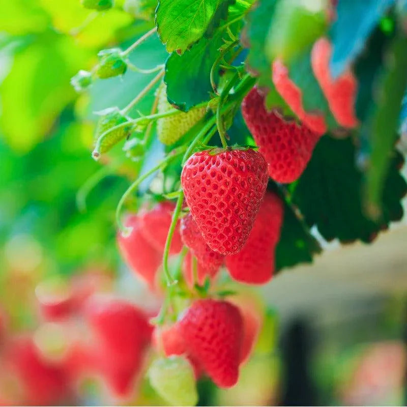 Organic Seascape Strawberry Plant 4" Grow Organic