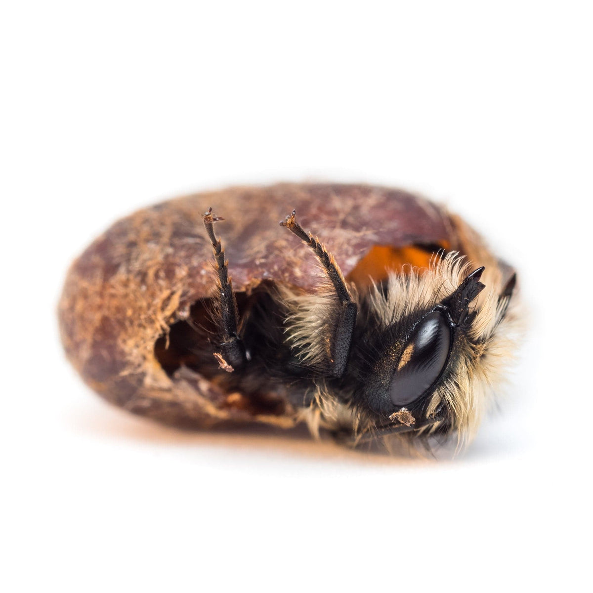 Spring Mason Bees (40ct) CrownBees