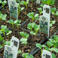 Organic Vegetable and Herb Start Collection Grow Organic