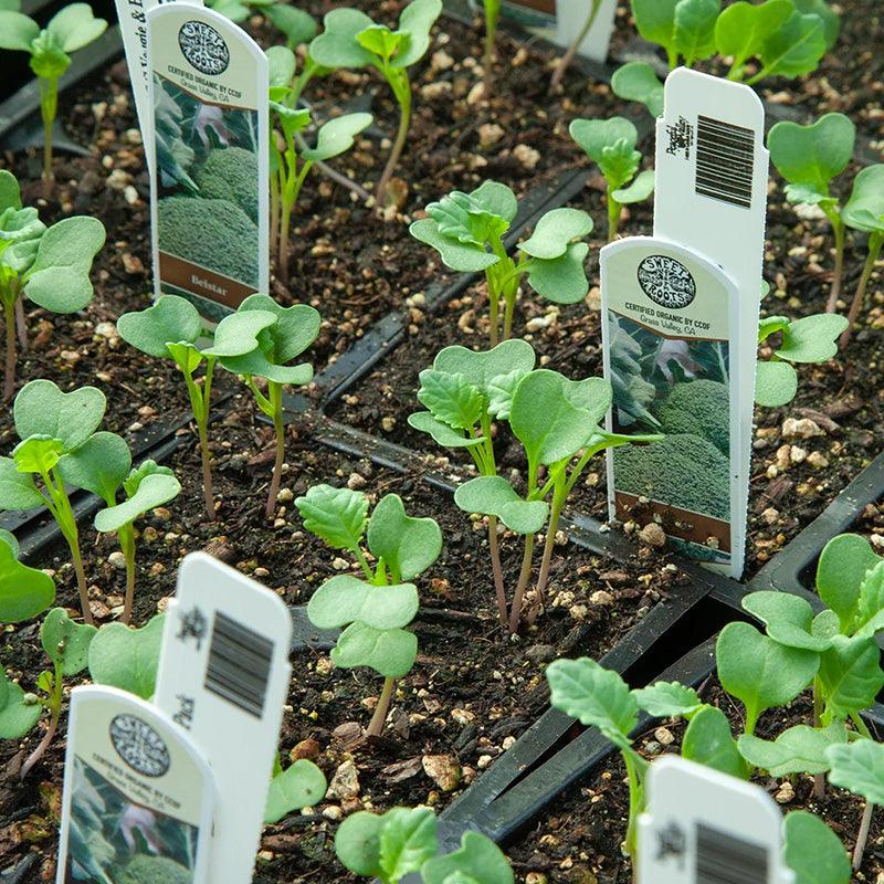 Organic Vegetable and Herb Start Collection Grow Organic