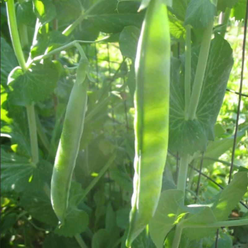 Organic Vegetable and Herb Start Collection Grow Organic