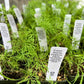 Organic Vegetable and Herb Start Collection Grow Organic