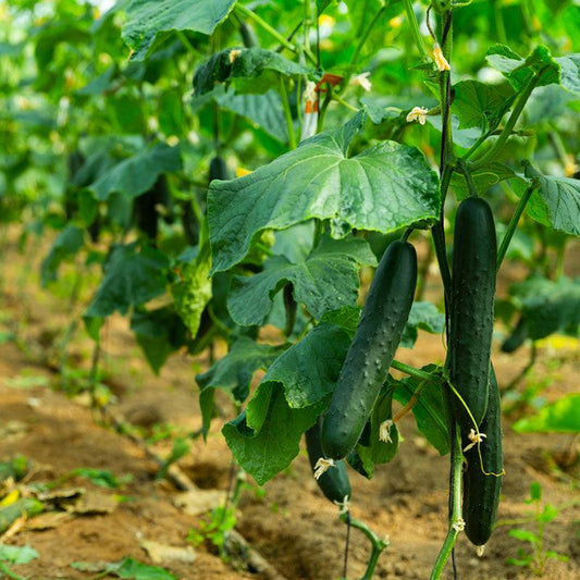 Organic Muncher Cucumber Sweet Roots Farm